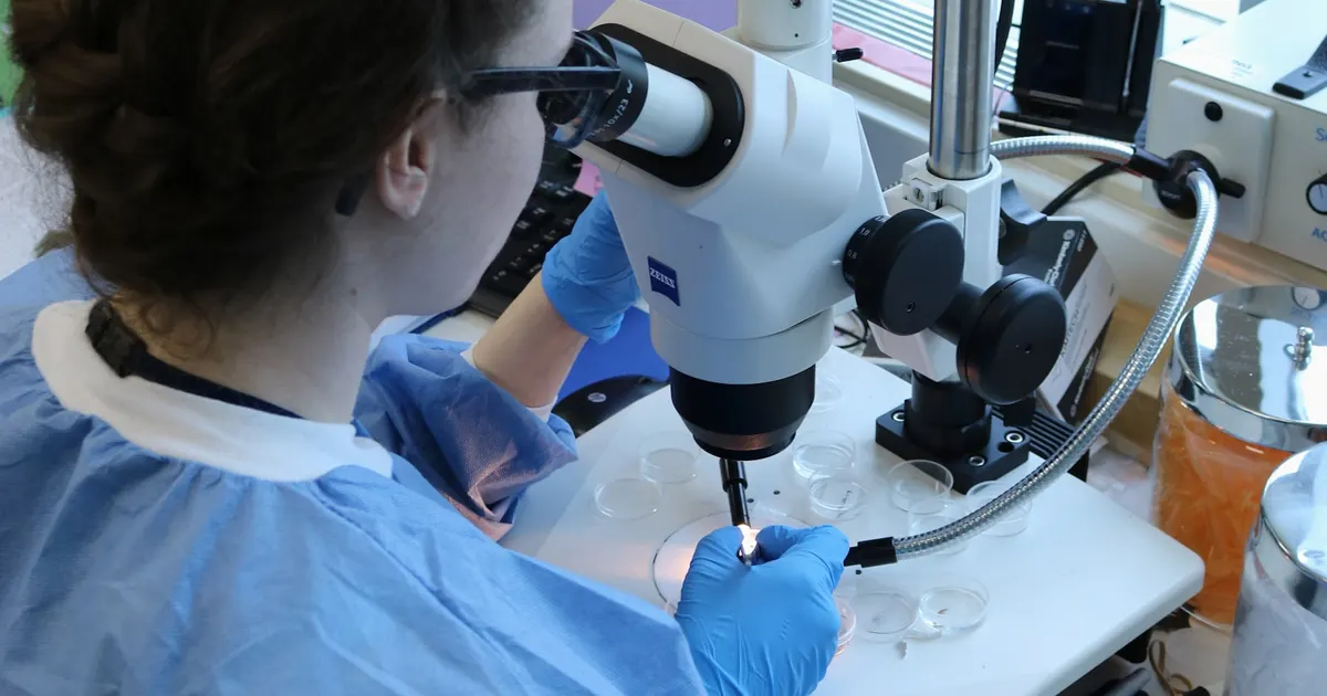 A researcher looking through a microscope